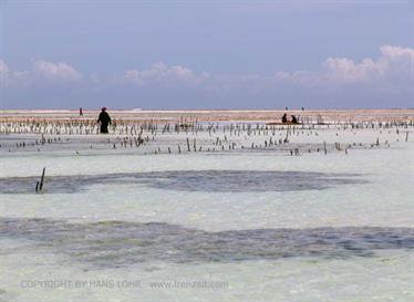 Beach walk, Zanzibar, DSC05916b
